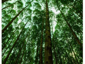 Want Healthy Forests? Use More Paper